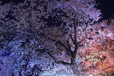 綺麗な桜とお洒落なオードブルで素敵なお花見を